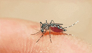 New mechanism to inhibit dengue virus infection
