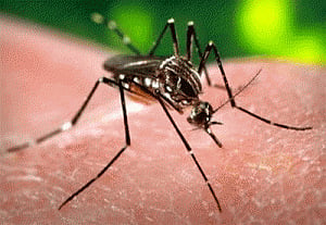 Taiwan reports 316 new dengue cases