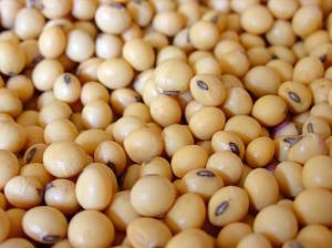 Soybean may protect menopausal women against bone loss