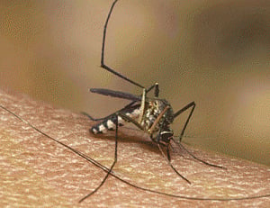 Dengue claims another life in Bengal