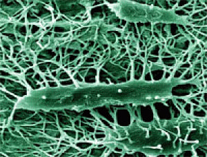 Novel technique to help grow bone cells