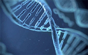 Gene mutation linked to muscle damage, heart problems