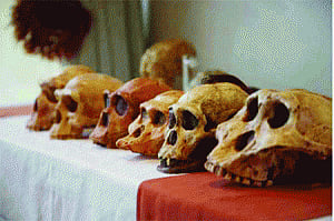 Theory  of evolution