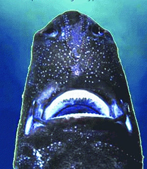 Blinded in the Pacific? Take a  shark along to light up the way!