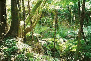 Tropical forests absorb far more CO2 than thought: NASA