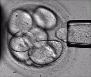 New genome editing tool can alter human stem cells