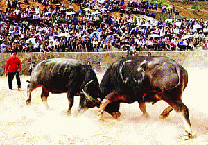 AIADMK, DMK lock horns over bull fighting