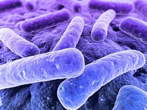 Gut microbes may trigger autoimmune disease later in life