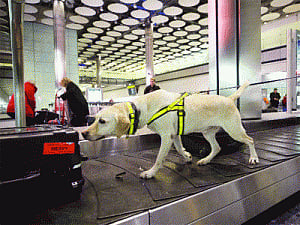 4-legged US squad to ensure terror hasn't a dog's chance