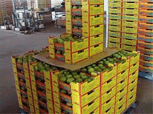 Mango exports may jump up to 50 pc next fiscal: Minister