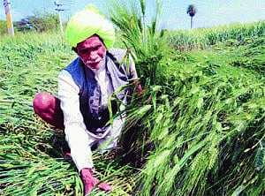 CREAM OF THE CROP: AAP'S Rs20K CR/ACRE HANDOUT TO FARMERS