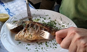 Fatty acids in fish protect brain from mercury damage