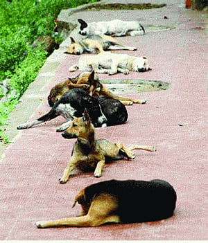 It's a dog's life for Delhi's strays