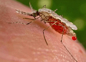 Existing drug may treat deadly form of malaria
