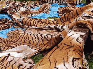 Conservationists demand swift action to stop tiger poaching