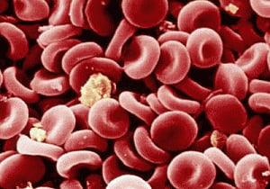 Computer model of blood development created