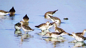 Burgeoning rare waterbirds spread wings in Capital