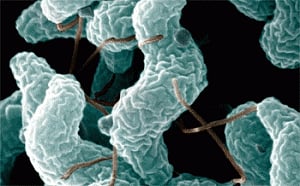'Bacteria may jump between species more easily than thought'