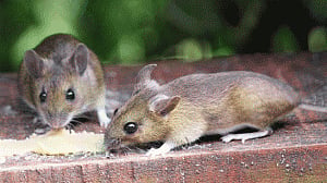 Scientists use human DNA to enlarge mice brain