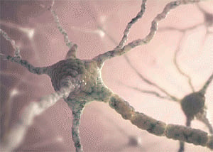 Newborn neurons help us adapt to environment
