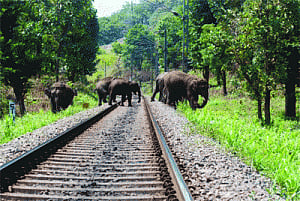 Jumbo fall in tusker deaths on rail tracks