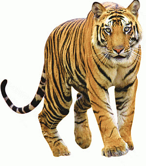 Tigers leap, but in the dark!