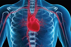 High testosterone puts men at high heart disease risk