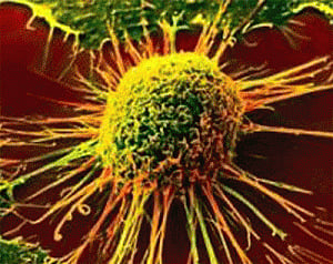 Ants' chemical improves cancer drug by 50 times