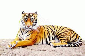 Tigers outgrow sanctuaries, NTCA plans new homes