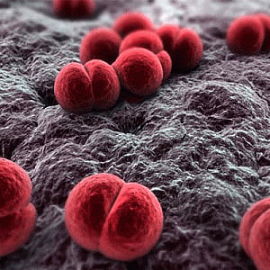 Harmless bacteria may help prevent meningococcal outbreaks