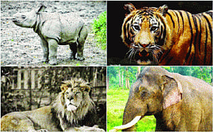 India, US join forces to save wildlife