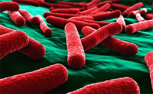 Mouth bacteria can tell the status of liver disease