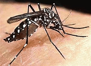 First malaria vaccine likely by October: Scientists