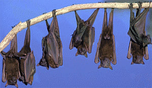 Bats use brain just like humans: study