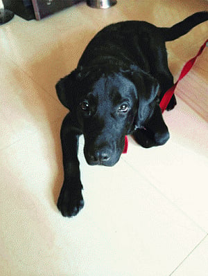 Sahibabad RWA throws pet owners to the dogs!