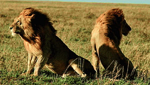 Gir 'pride' soars as turf doubles to 22,000 sq km