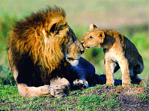 India's growing pride: lion numbers cross 500 mark