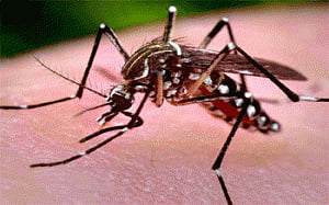 New device confirms chikungunya in an hour
