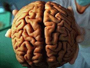 Brain size influences survival