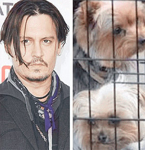 Johnny Depp could face 10-year jail term over his dogs