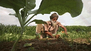 'Mobile phone services can raise farmers' income by Rs 56k cr'