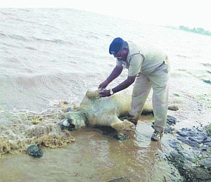 Floods rain misery on Gujarat's  'pride'; 5 lions dead, 35 missing