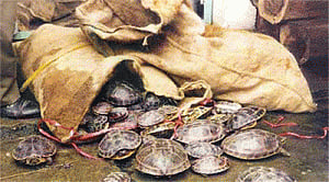 Over 100 turtles seized near Bangladesh border