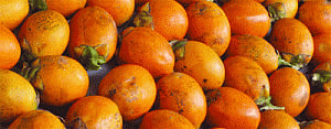 K'taka to export arecanut to China