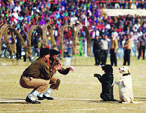 Army dogs to get lease of life after hanging up boots
