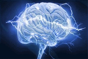 Brain's wrinkled layer reveals genetic heritage
