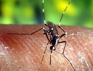 New drug shows potential to cure and prevent malaria