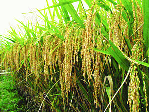 Beneficent rain sows seeds of hope for Kharif