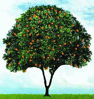 Avoid premature fruits at all costs
