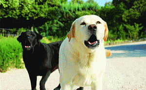 In Italy, dogs' bark is worse than their bite!